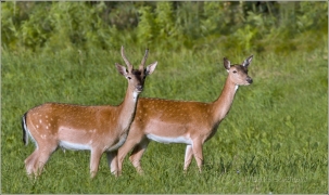 <p>DANĚK SKVRNITÝ (Dama dama) Šluknovsko - okolí Šluknova /Fallow deer - Damhirsch/</p>